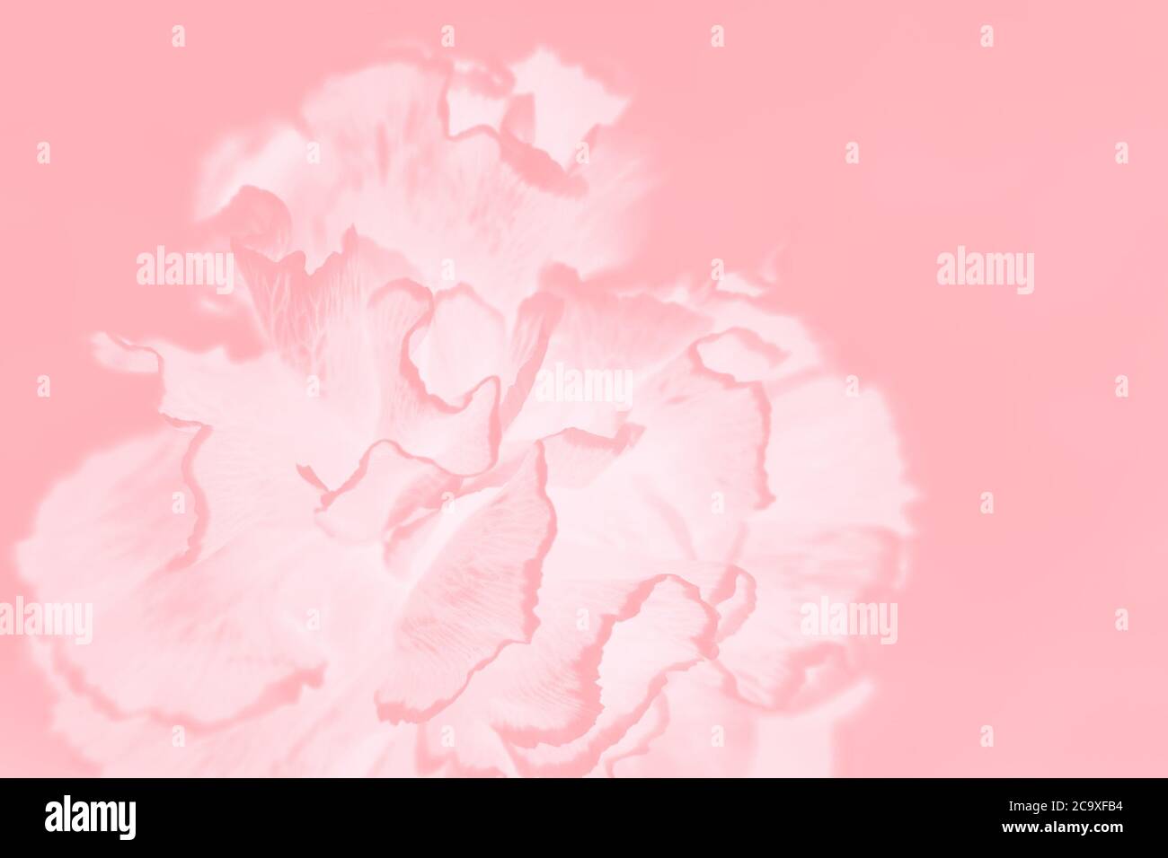 Fond de corail rose avec motif de fleur de carnation Banque D'Images Fond de corail rose avec motif de fleur de carnation Banque D'Images