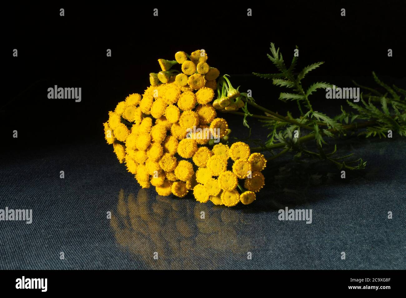Tanaceum vulgare avec tête à fleur et feuille verte sur table. Fleur lumineuse avec réflexion sur fond noir Banque D'Images