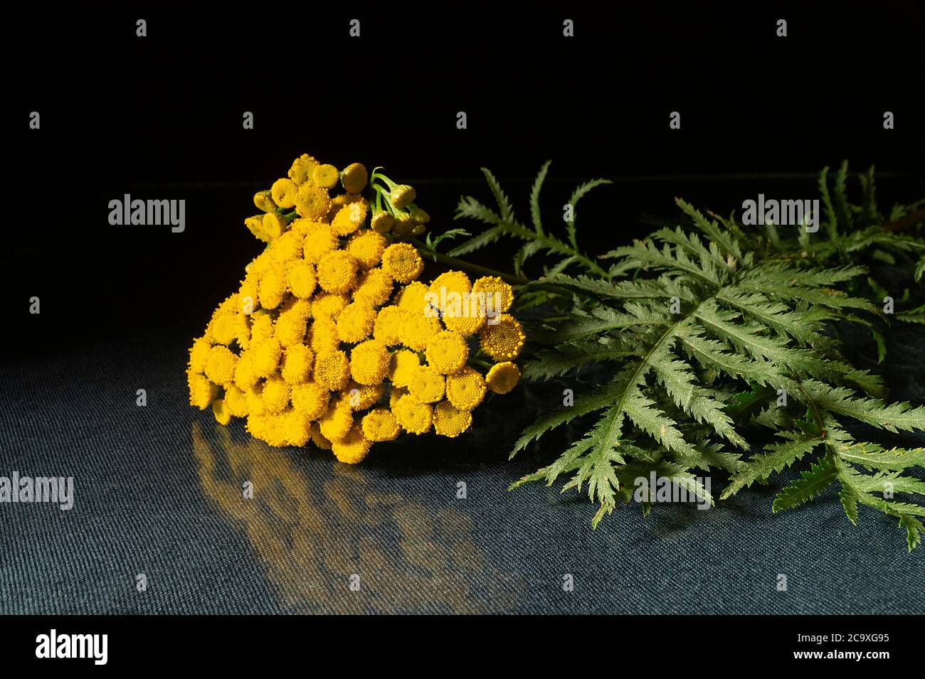 Tanaceum vulgare avec tête à fleur et feuille verte sur table. Fleur lumineuse avec réflexion sur fond noir Banque D'Images