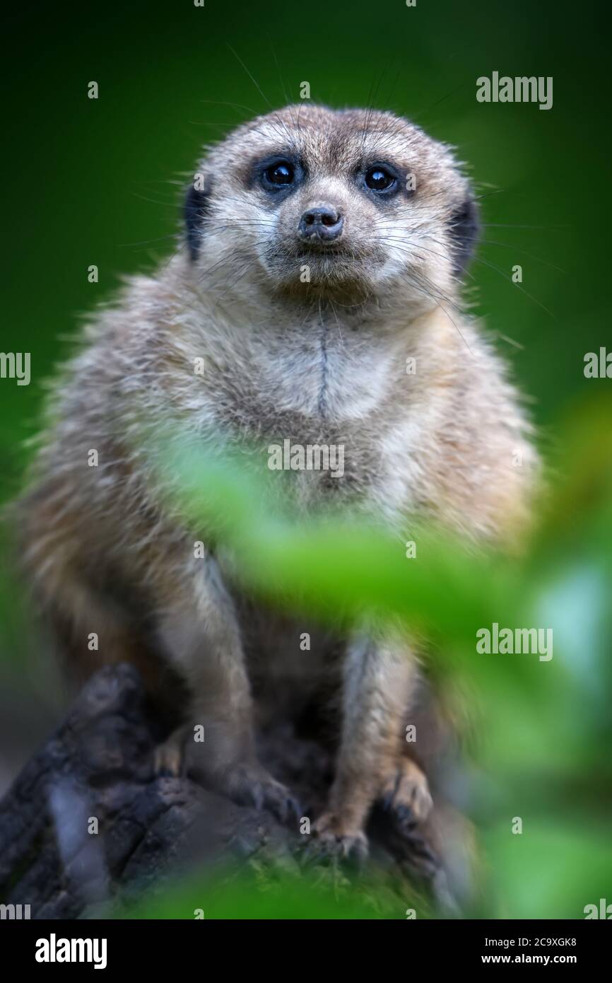 Mierkat debout à la recherche de quelque chose. Suricata suricata prédateurs sauvages dans l'environnement naturel. Scène de la faune de la nature Banque D'Images