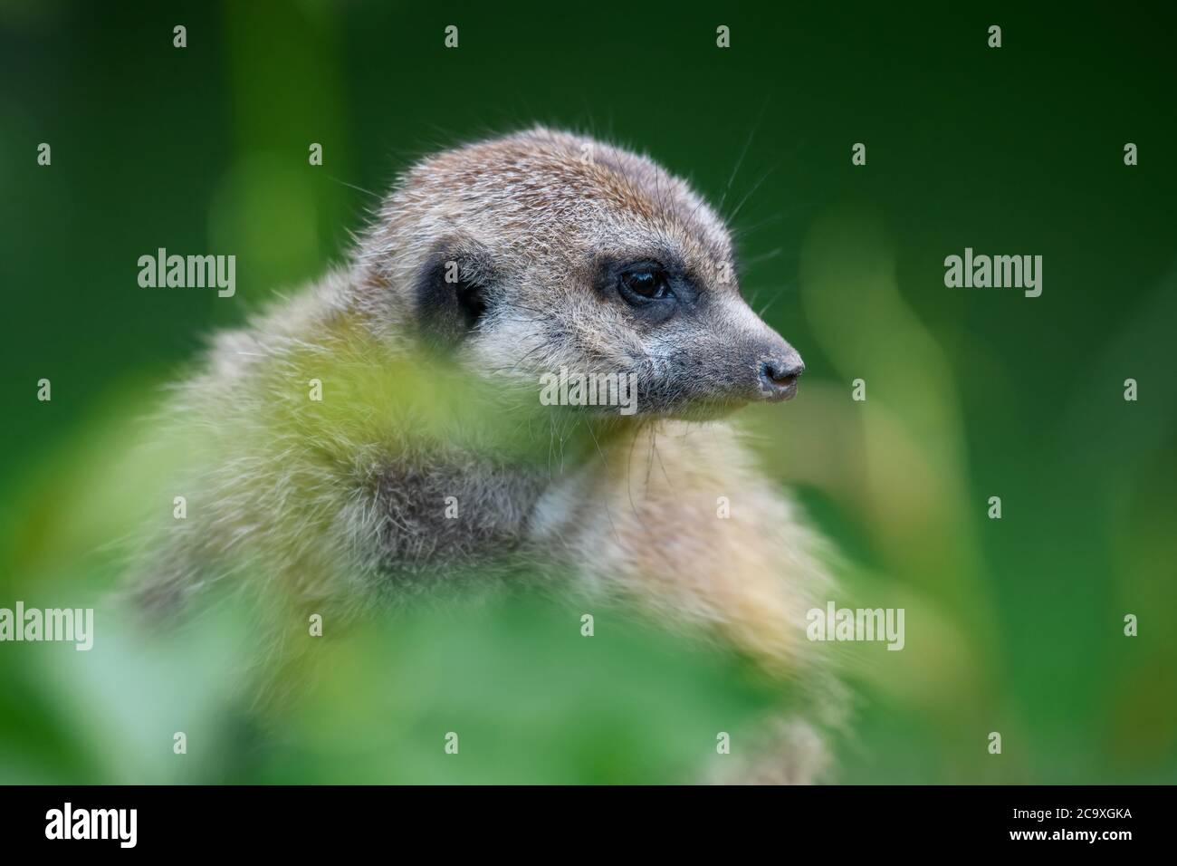 Mierkat debout à la recherche de quelque chose. Suricata suricata prédateurs sauvages dans l'environnement naturel. Scène de la faune de la nature Banque D'Images