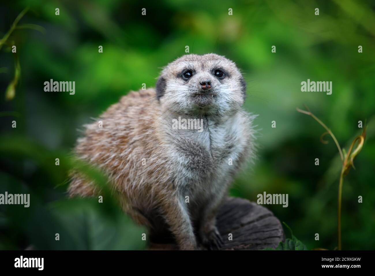 Mierkat debout à la recherche de quelque chose. Suricata suricata prédateurs sauvages dans l'environnement naturel. Scène de la faune de la nature Banque D'Images