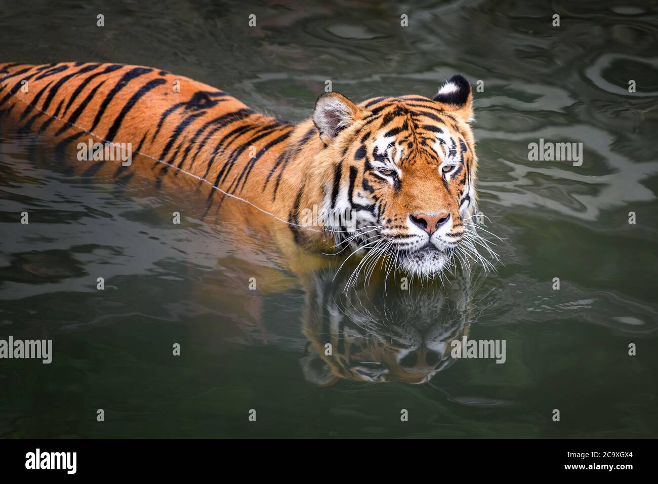 Nage de tigre dans l'étang d'eau. Animal sauvage dans l'habitat naturel Banque D'Images