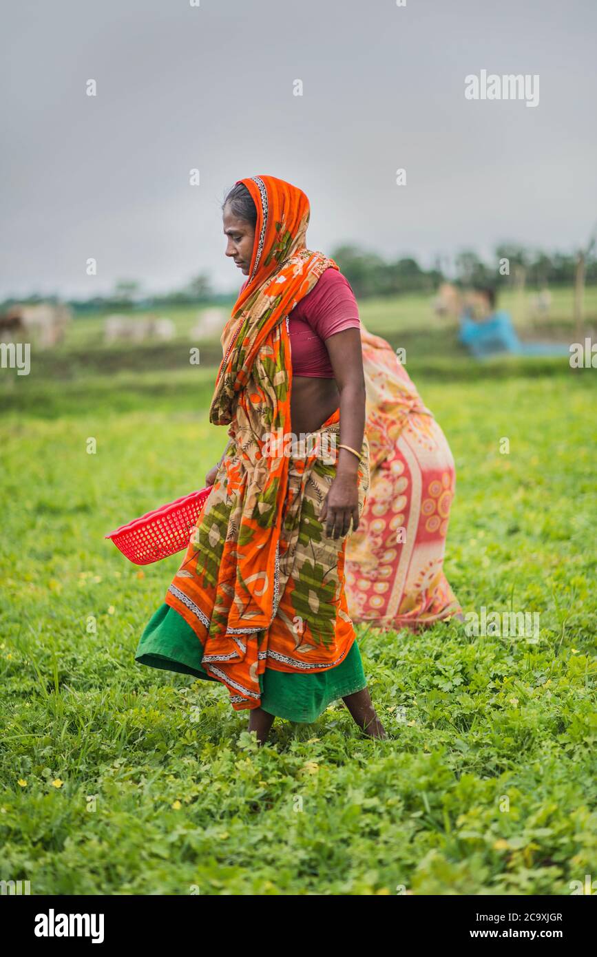 Agriculteur travaillant de champs de gourdes amers. Khulna, Bangladesh. Banque D'Images