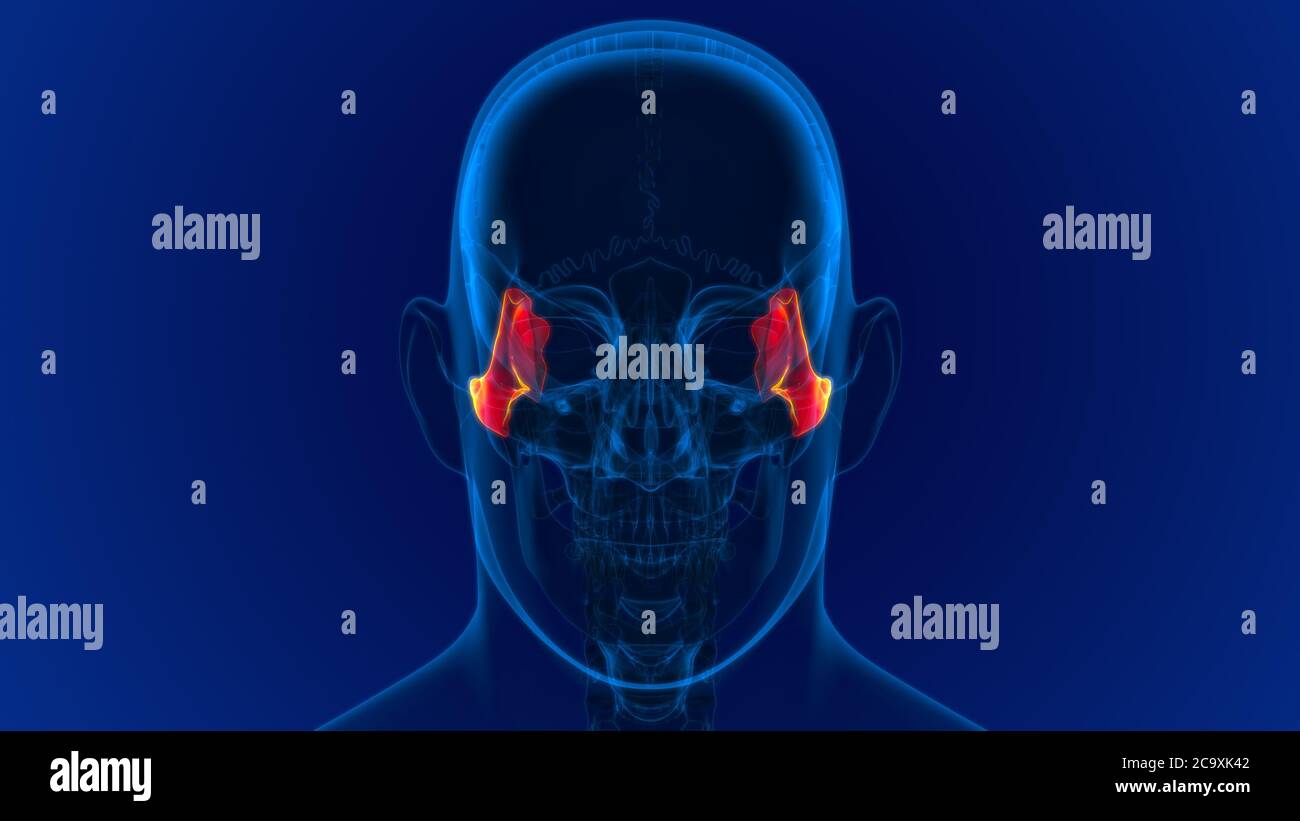 Squelette Humain Cr ne Zygomatique OS Anatomie Pour Le Concept M dical squelette-humain-cr-ne-zygomatique-os-anatomie-pour-le-concept-m-dical