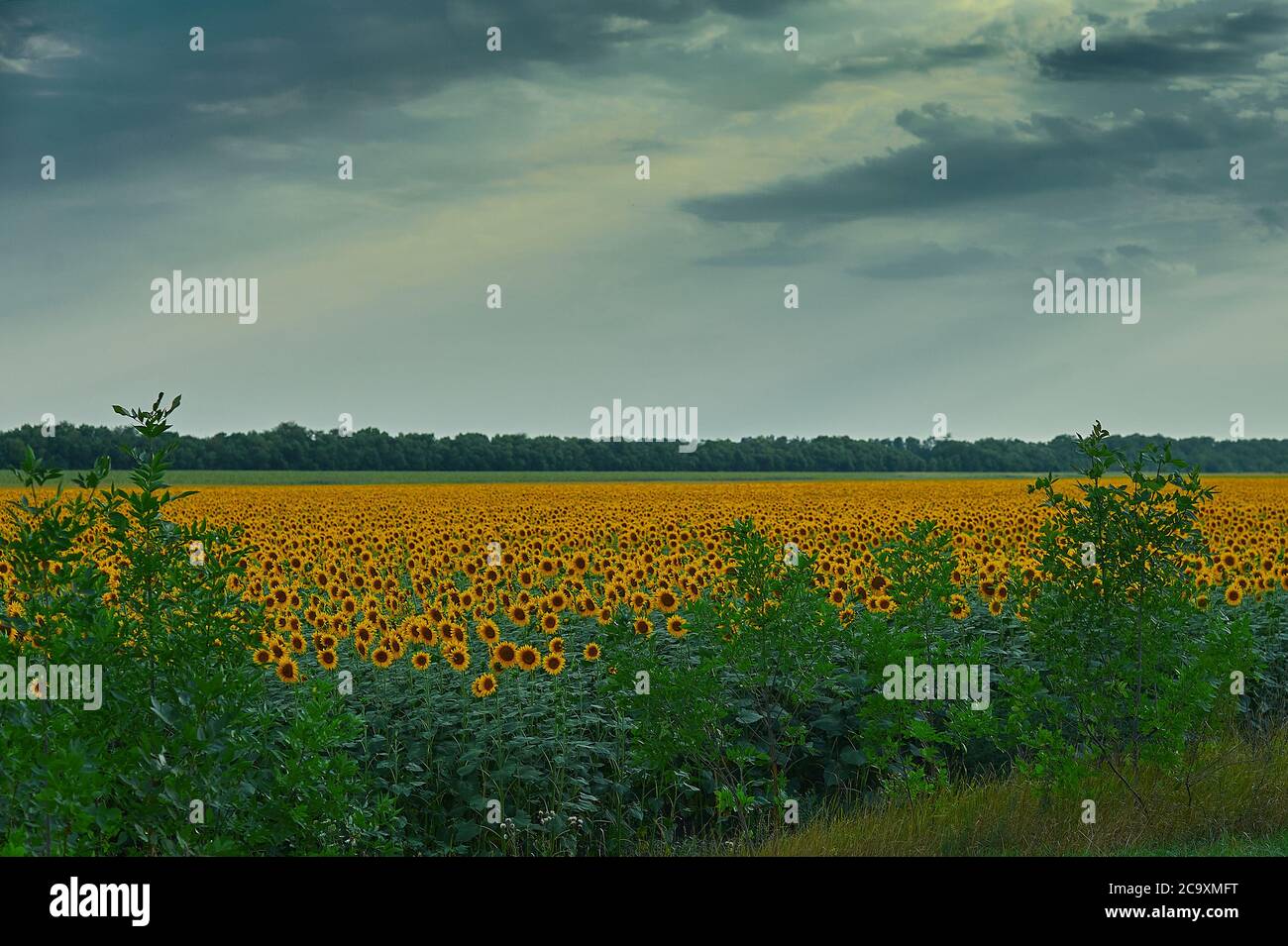 Une fleur jaune dans un champ Banque D'Images