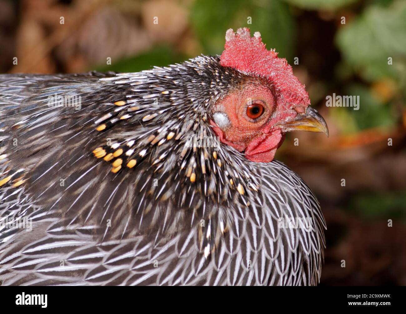 La Jungle Fowl Sonnerat (Gallus sonnerati) Banque D'Images