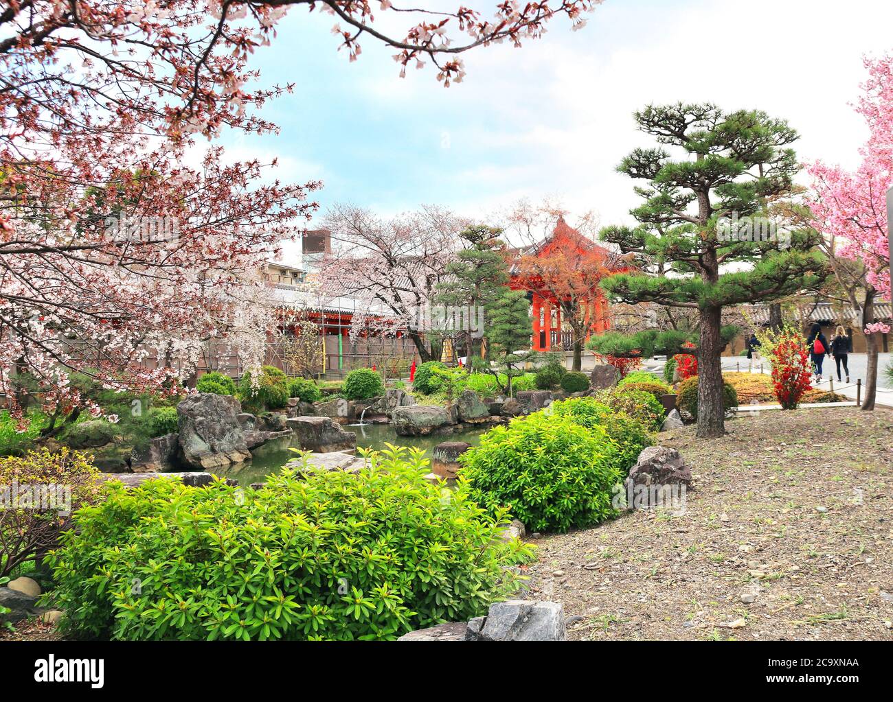Saison des cerisiers en fleurs au Japon. Étang décoratif et arbres en fleurs de sakura dans le jardin près de la salle principale du temple bouddhiste Sanjusangendo (Rengeo-in) Banque D'Images