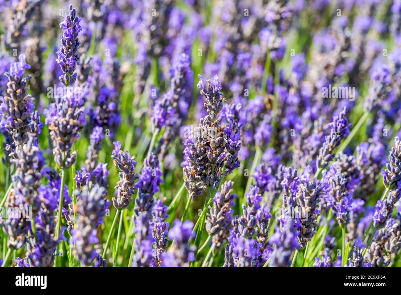 Fleurs de lavande sur champ de lavande - gros plan avec mise au point sélective Banque D'Images