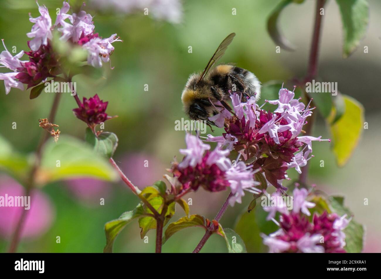 Bumblebee sur asclepias Blossom, Hambourg, Allemagne Banque D'Images