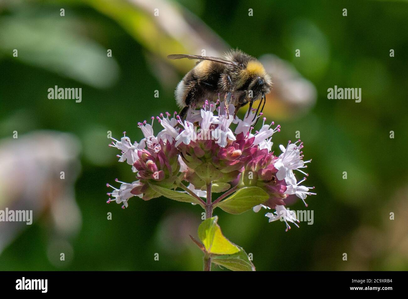 Bumblebee sur asclepias Blossom, Hambourg, Allemagne Banque D'Images