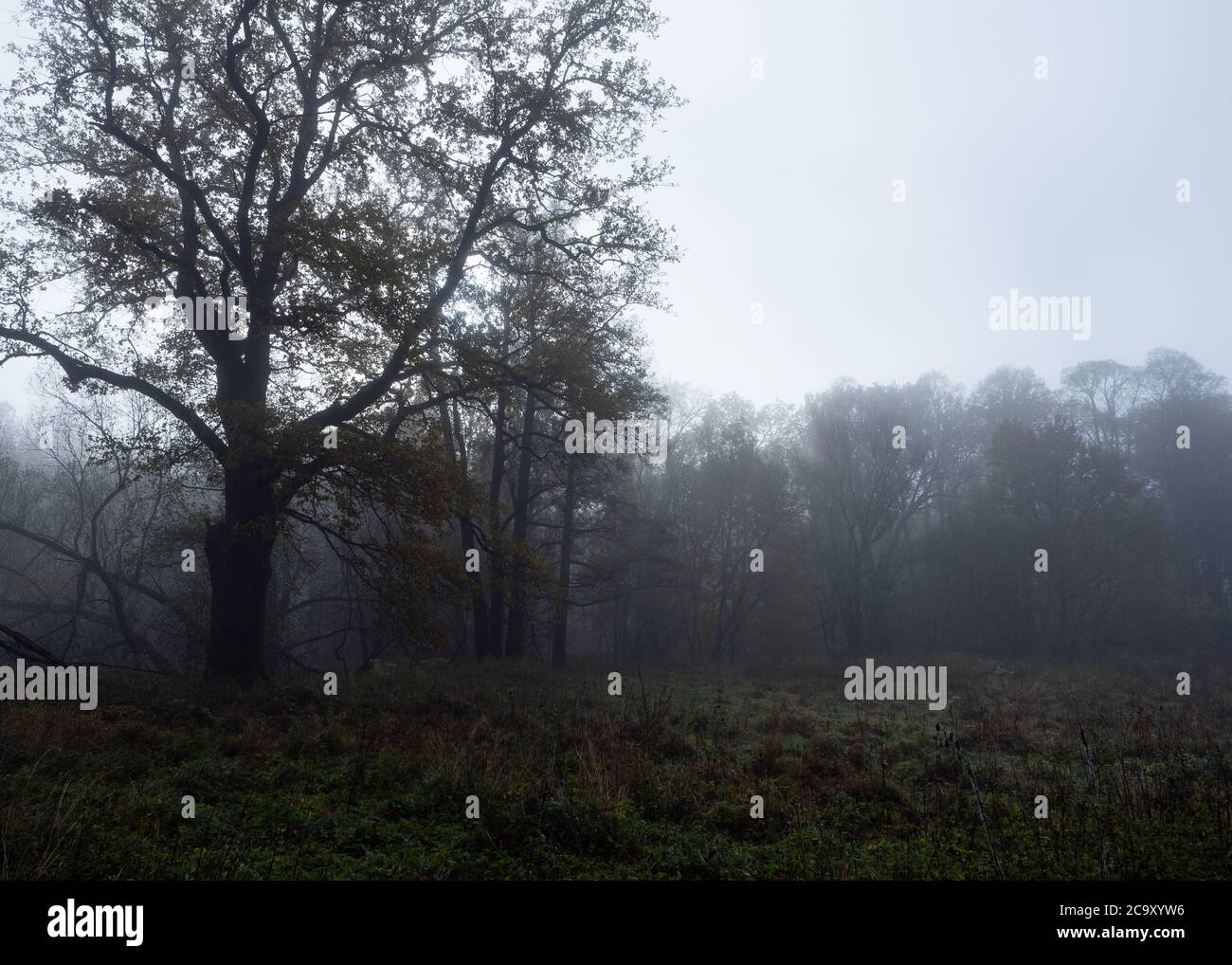 Une forêt de brume entourée d'arbres. Forêt encore dans un ciel nuageux jour d'automne. Banque D'Images