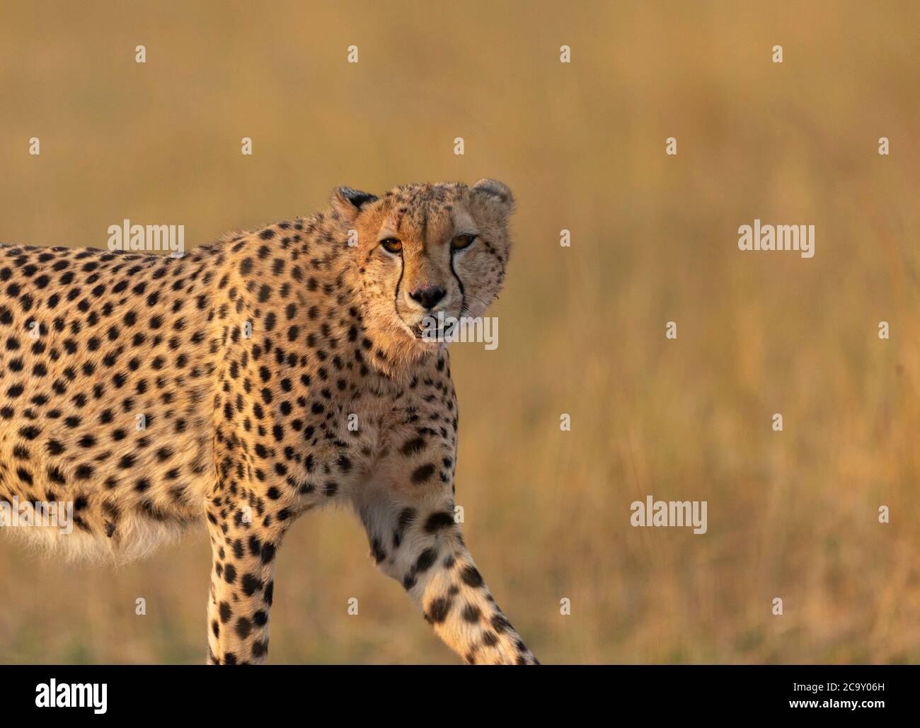 Cheetah gros plan regardant la caméra, Acinonyx jubatus, Réserve nationale de Maasai Mara, Kenya, Afrique Banque D'Images