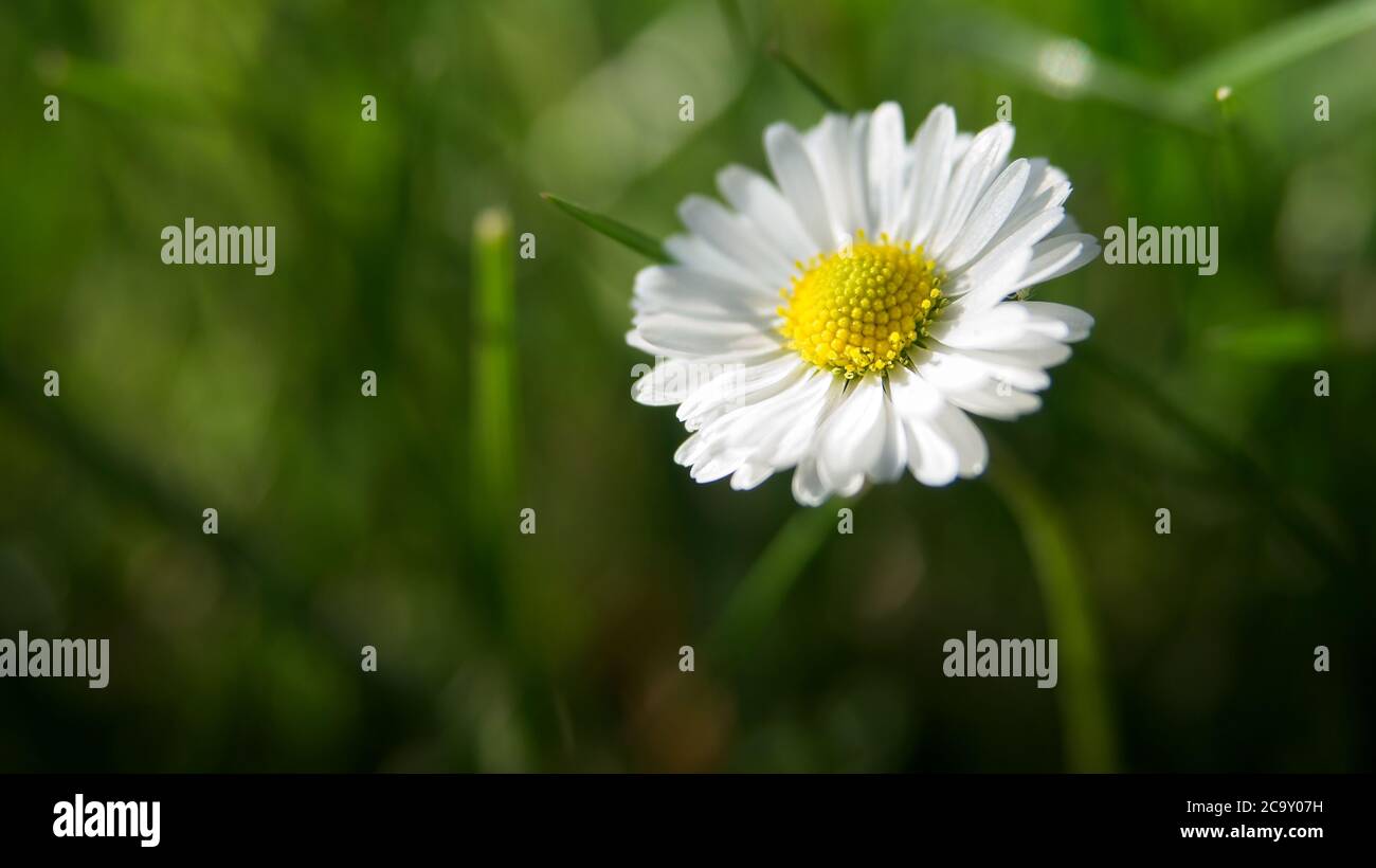 Gros plan sur une fleur de pâquerette en fleurs. Arrière-plan flou de l'herbe verte, mise au point sélective. Faible profondeur de champ Banque D'Images