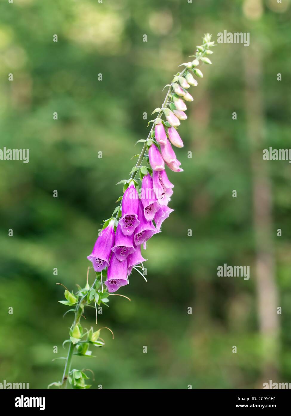 Gros plan de Digitalis dans la forêt. Digitalis purpurea ou foxgant commun. Mise au point sélective avec les arbres verts flous en arrière-plan Banque D'Images