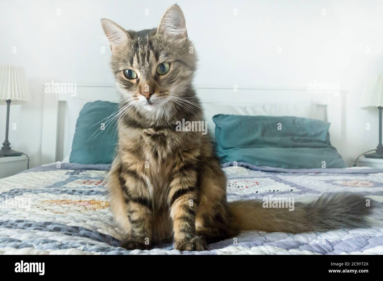chat de shorthair domestique sur le lit Banque D'Images
