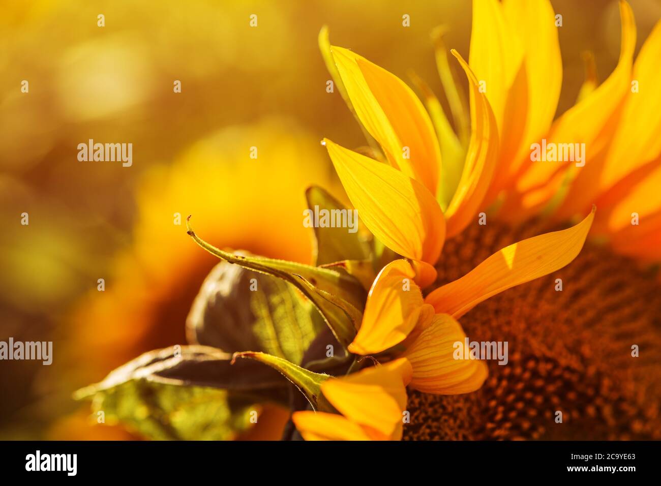 Gros plan des têtes de tournesol en fleurs dans le champ cultivé dans l'après-midi d'été ensoleillé et lumineux Banque D'Images