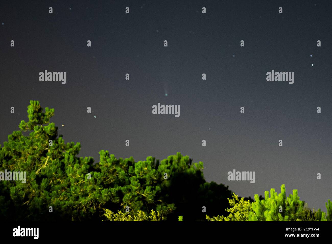 La comète Neowise ou C/2020 F3, pousse en juillet 2020 d'Italie, isolée dans le ciel bleu de nuit sur les arbres. Rosolina Mare, Italie. Banque D'Images