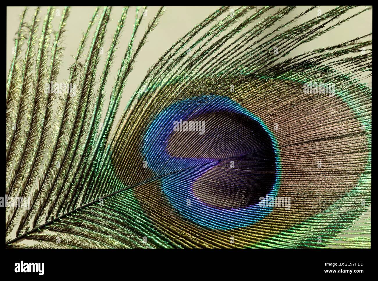 Image macro d'une plume de paon Banque D'Images