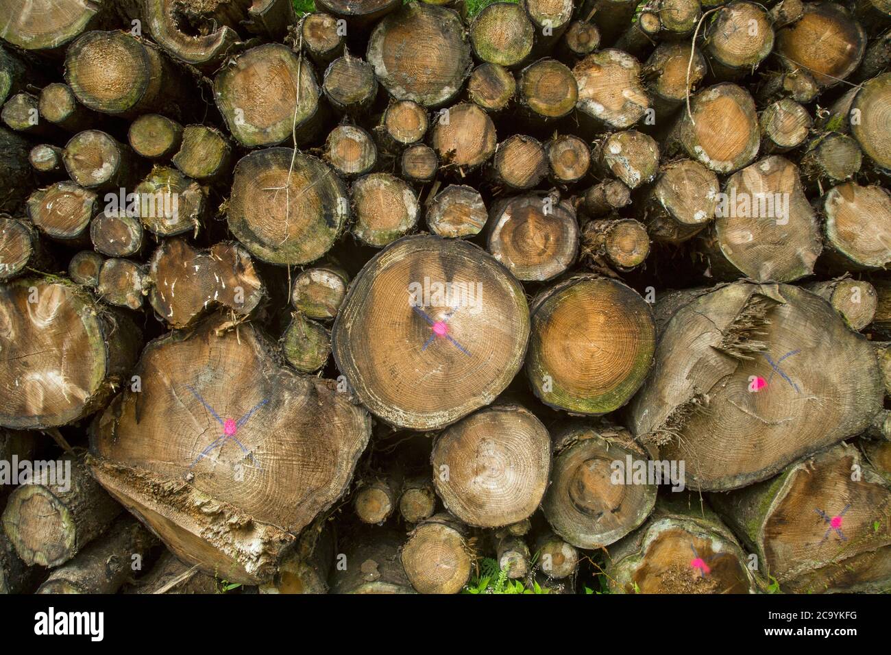 Une énorme pile de bois de coupe Banque D'Images