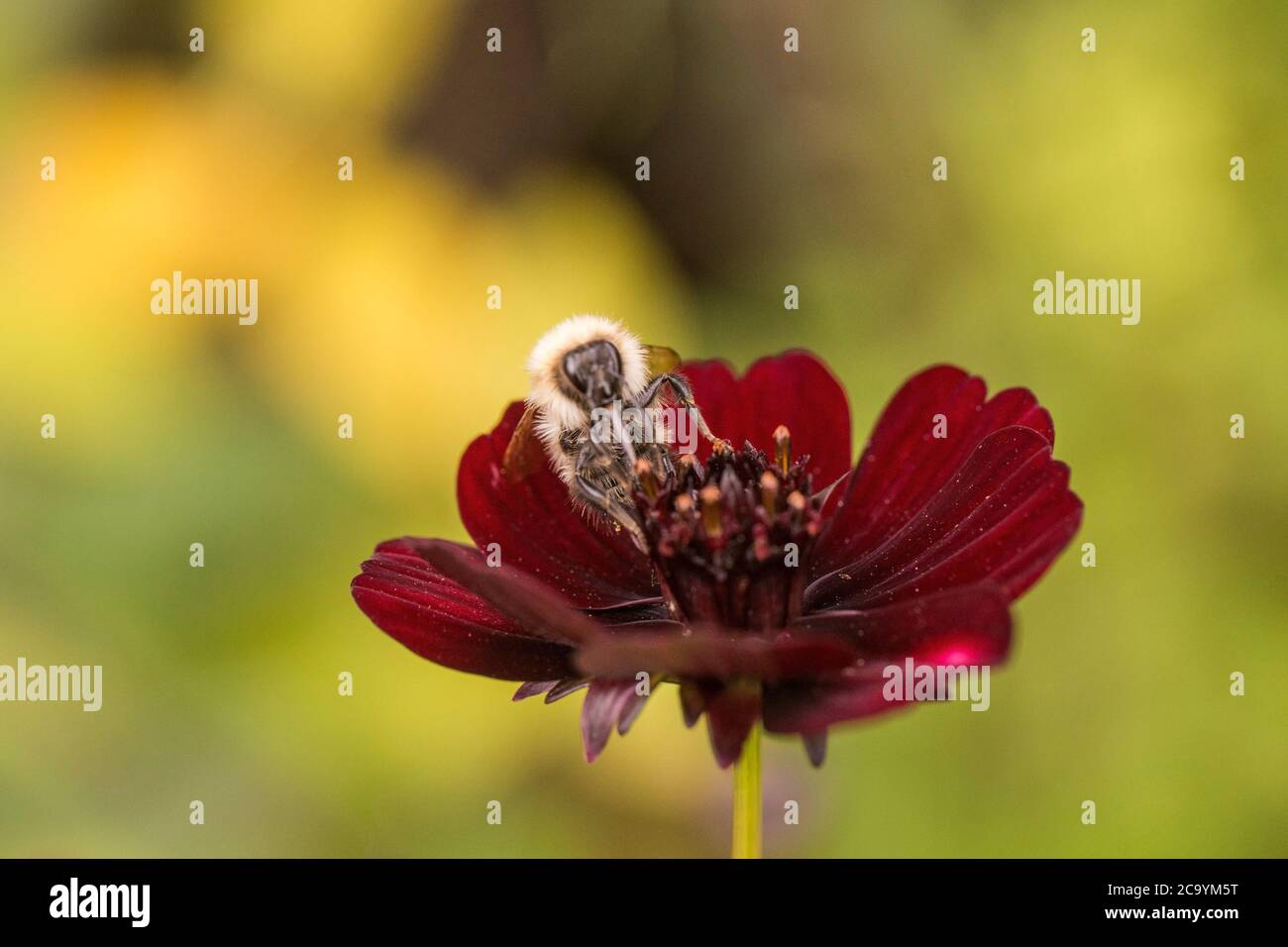 Une abeille visite une fleur rouge dans un jardin de Cornish Banque D'Images