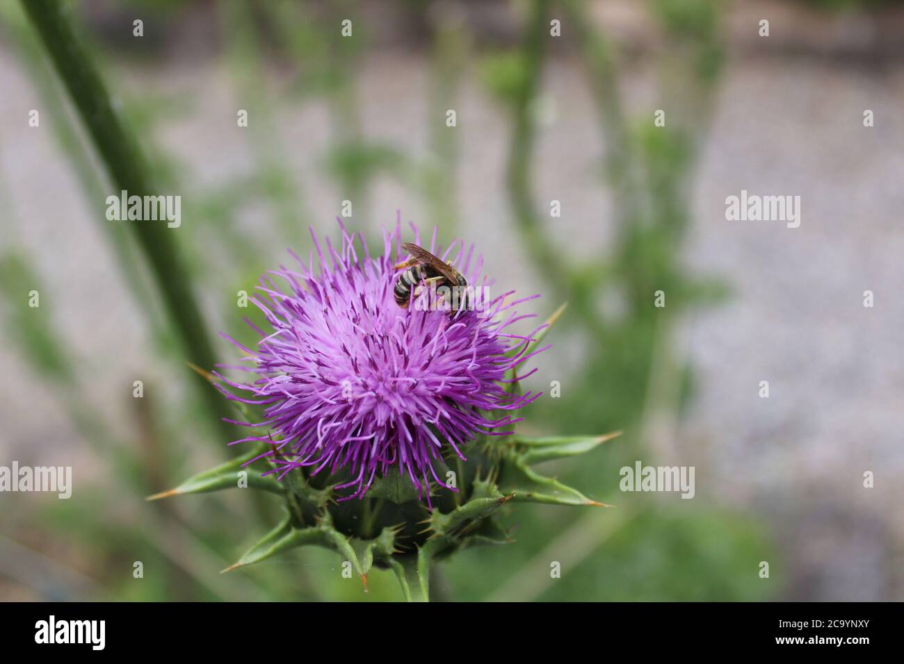 La photo montre le chardon au lait dans le sol Banque D'Images