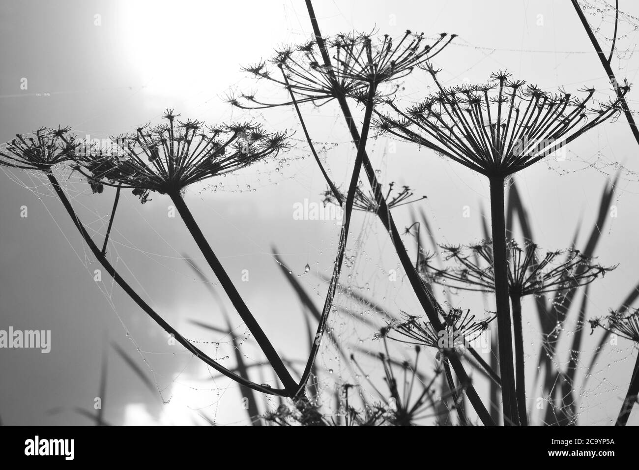 Prise de vue en niveaux de gris de silhouettes de plantes d'herbes recouvertes d'araignée web Banque D'Images