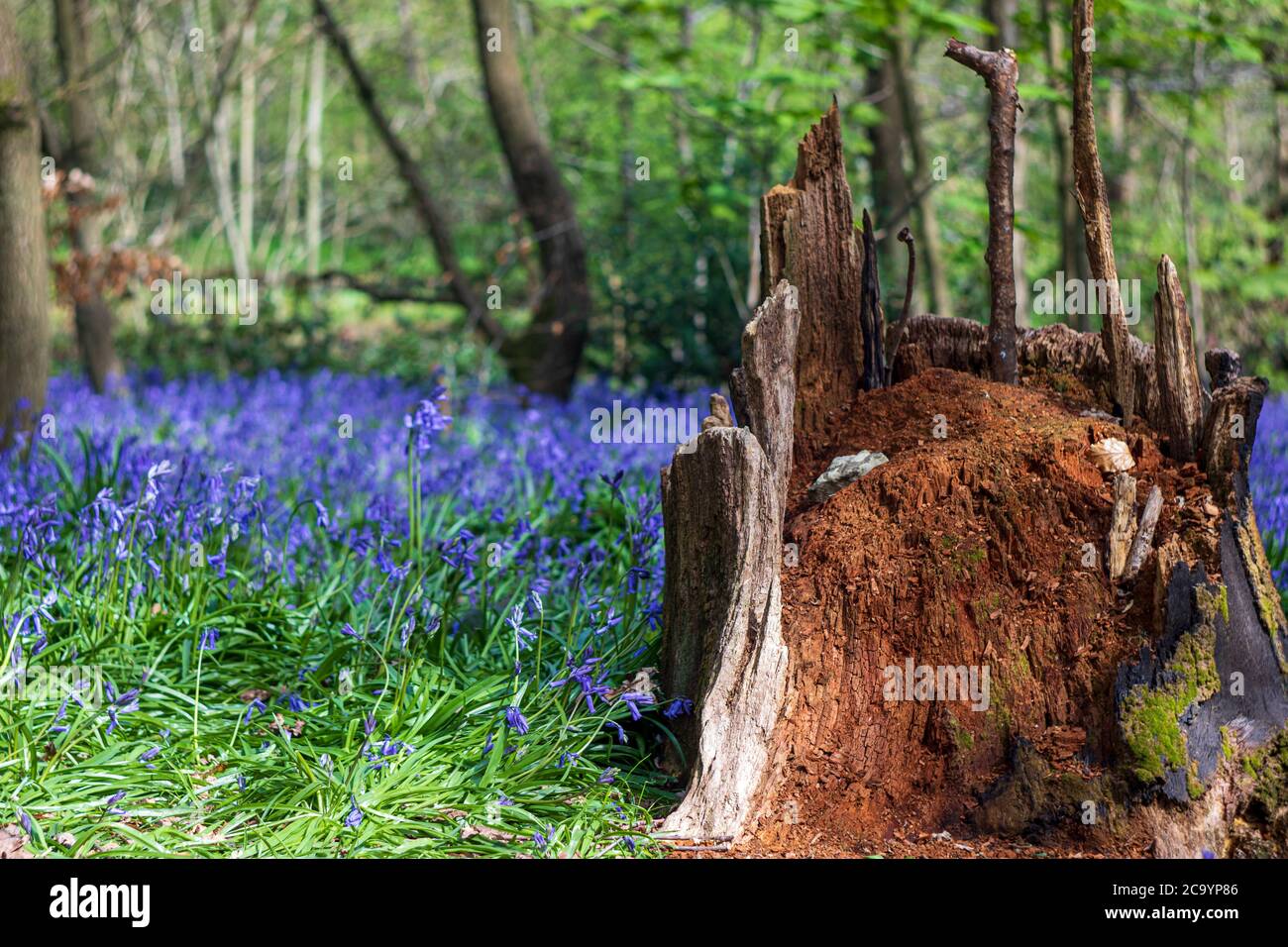 Réserve naturelle de Wrens Nest Dudley-Glade de fleurs violettes dans la forêt. Ancienne branche d'arbre Banque D'Images