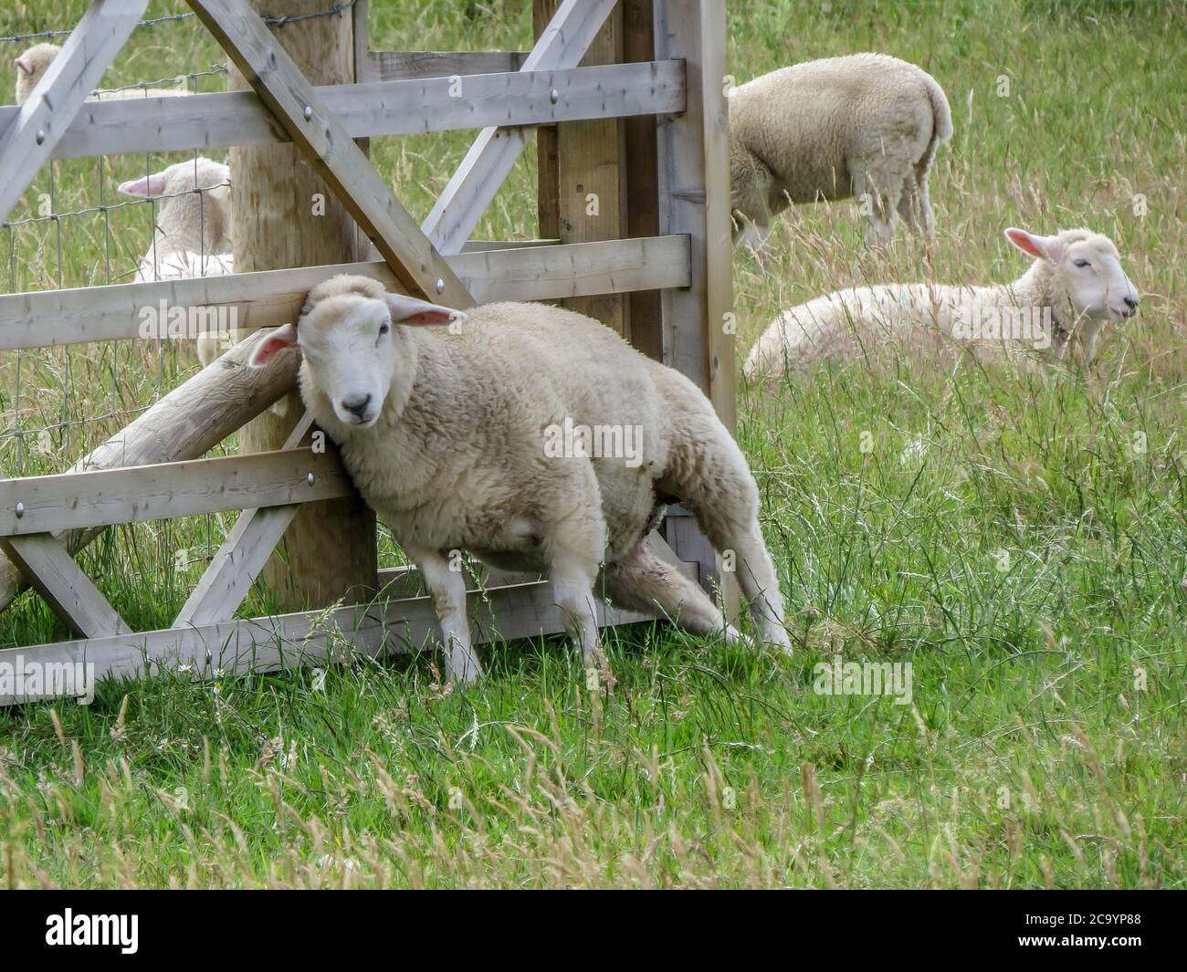 moutons rayant la démangeaison sur la porte Banque D'Images
