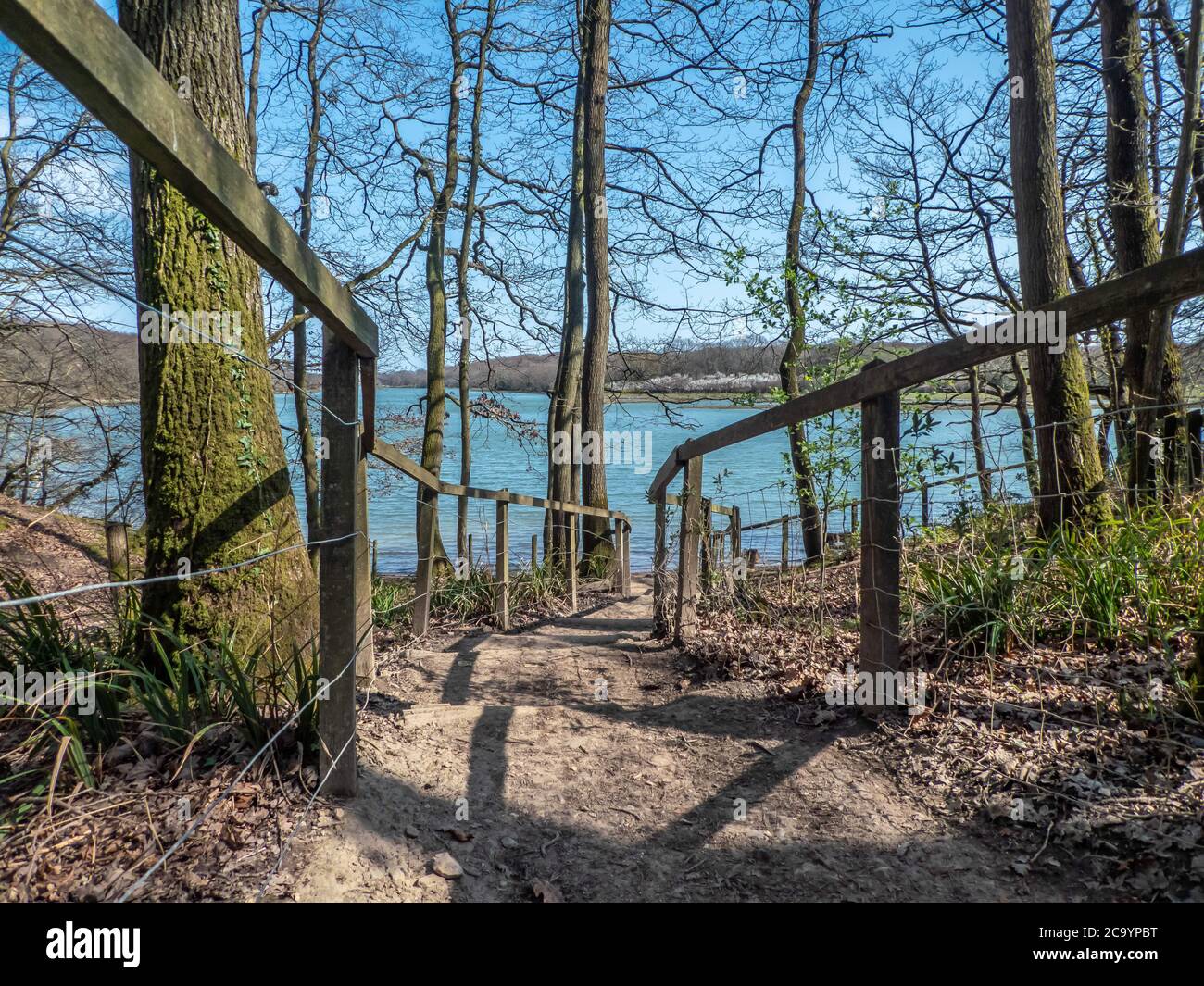 vue à travers les treas vers la rivière Banque D'Images