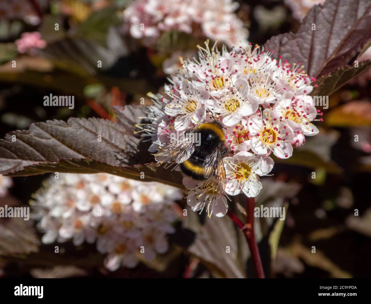 bumblebee sur l'écorce de l'nein commun Banque D'Images
