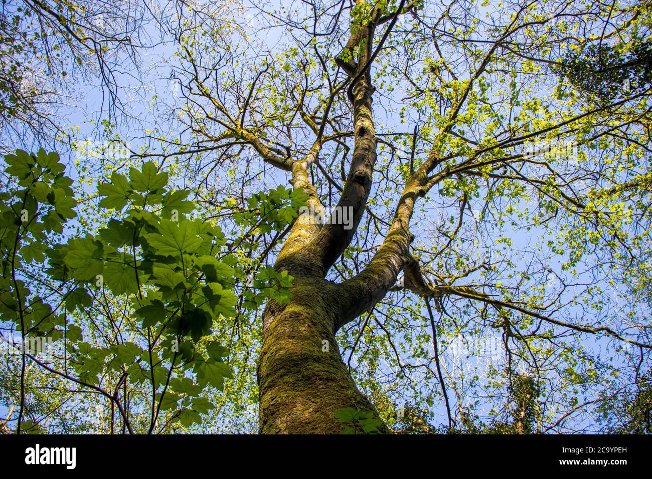 Réserve naturelle de Wrens Nest Dudley-UN arbre avec une jeune feuille verte Banque D'Images