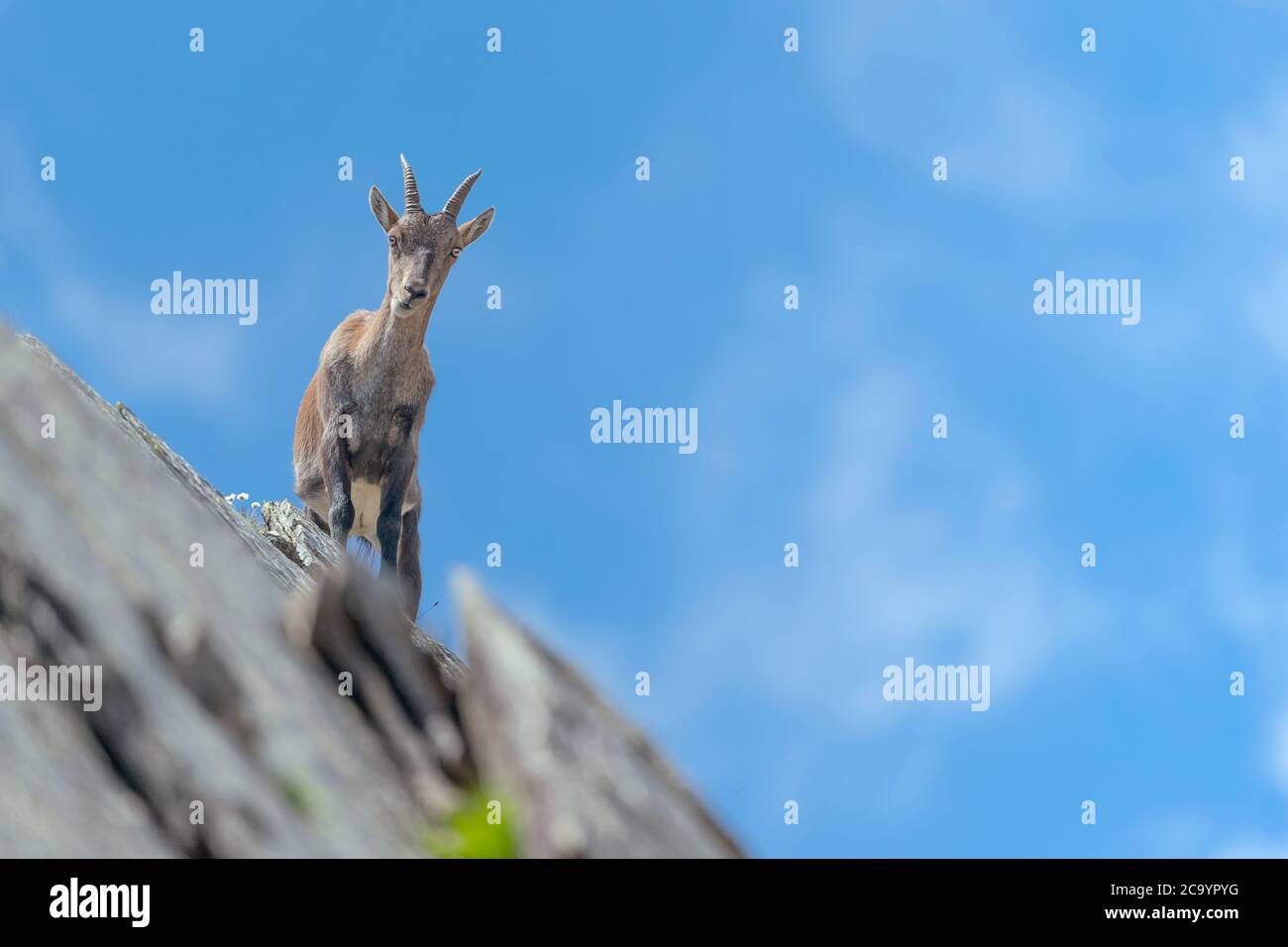Alpine ibex femelle sur la crête (Capra ibex) Banque D'Images