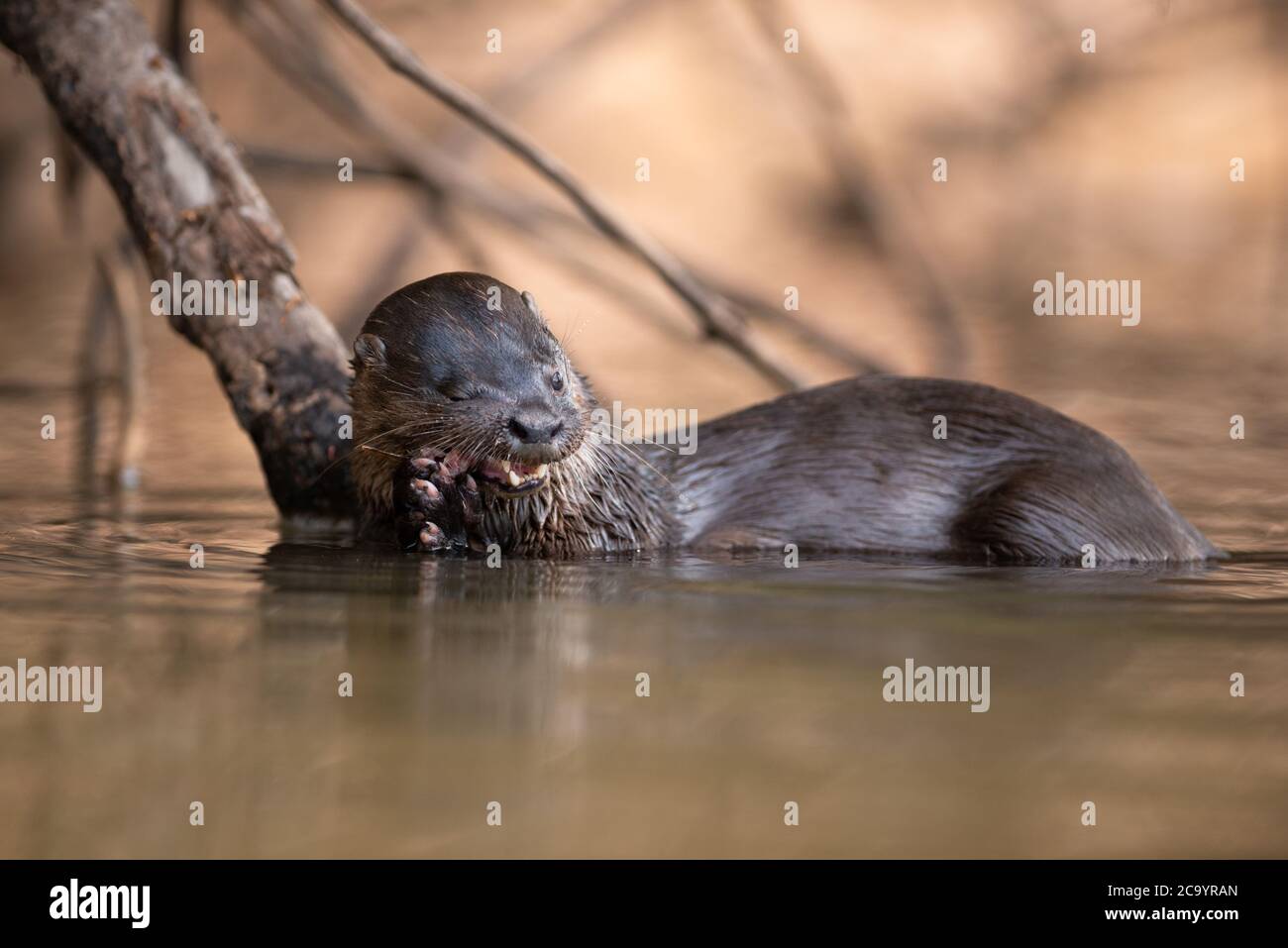 Un Otter néotropical (Lontra longicaudis) se nourrissant d'un petit poisson du Pantanal du Sud, au Brésil Banque D'Images