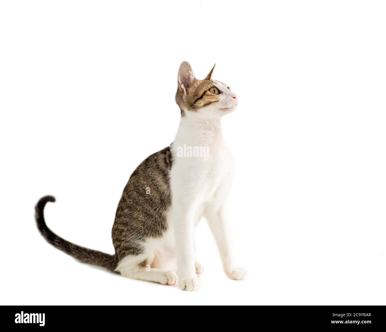 petit chat regardant vers le haut et isolé sur fond blanc Banque D'Images