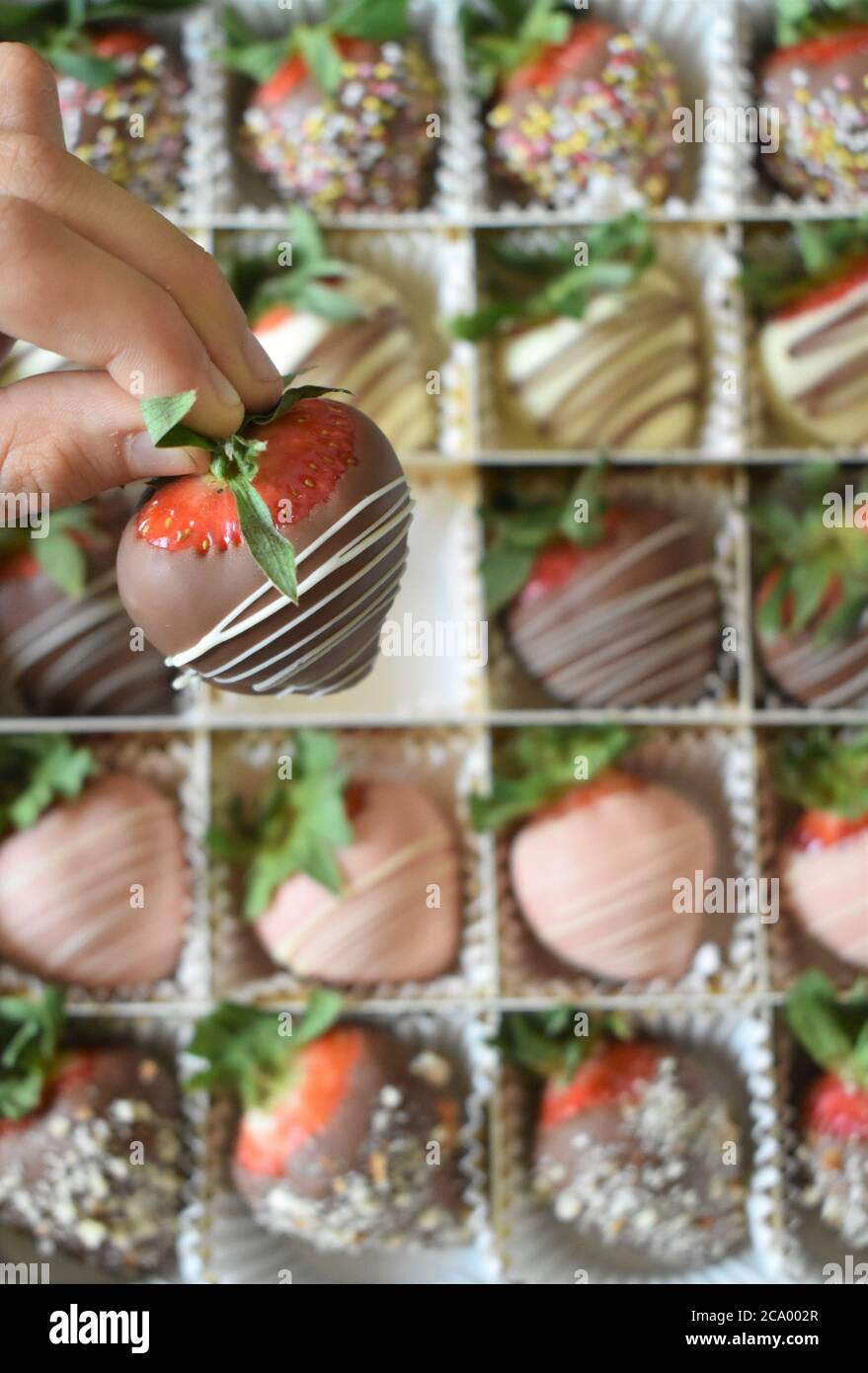 Une main cueille une fraise trempée au chocolat dans une boîte de fraises enrobées de chocolat gourmet Banque D'Images