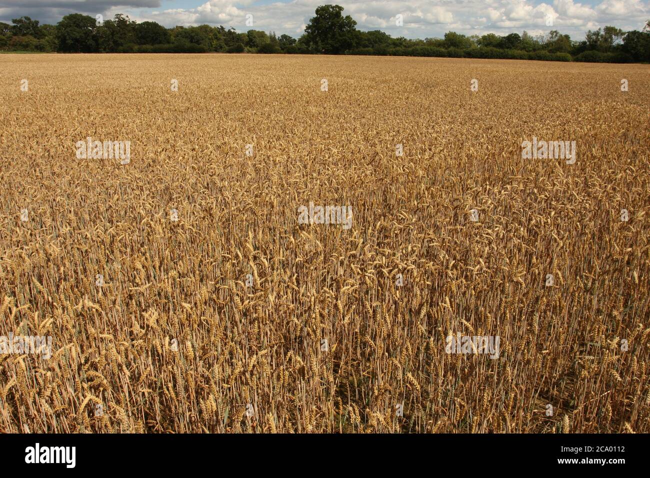 Champ de blé prêt pour la récolte, Angleterre Banque D'Images