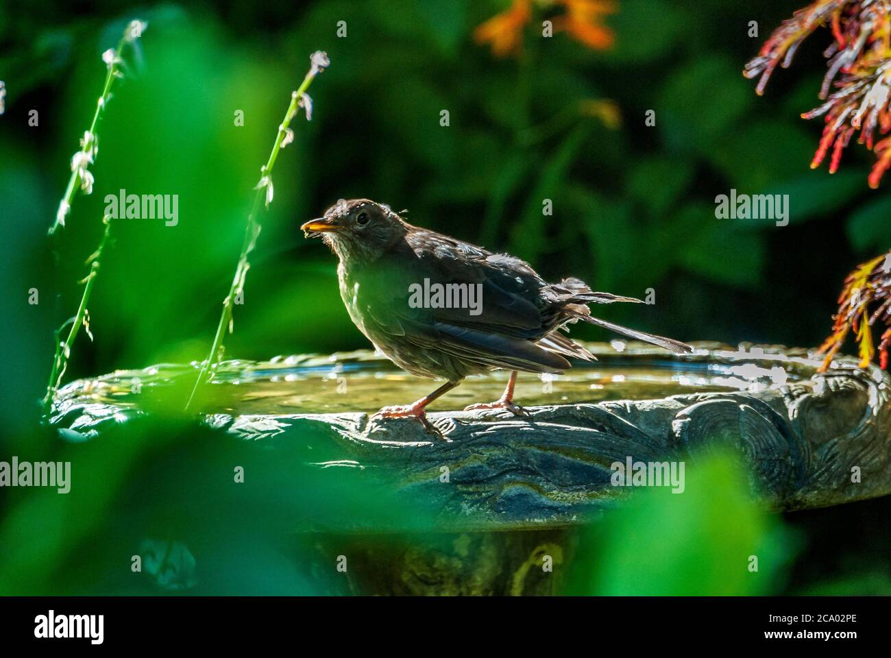 blackbird mâle dans bain d'oiseaux. Banque D'Images