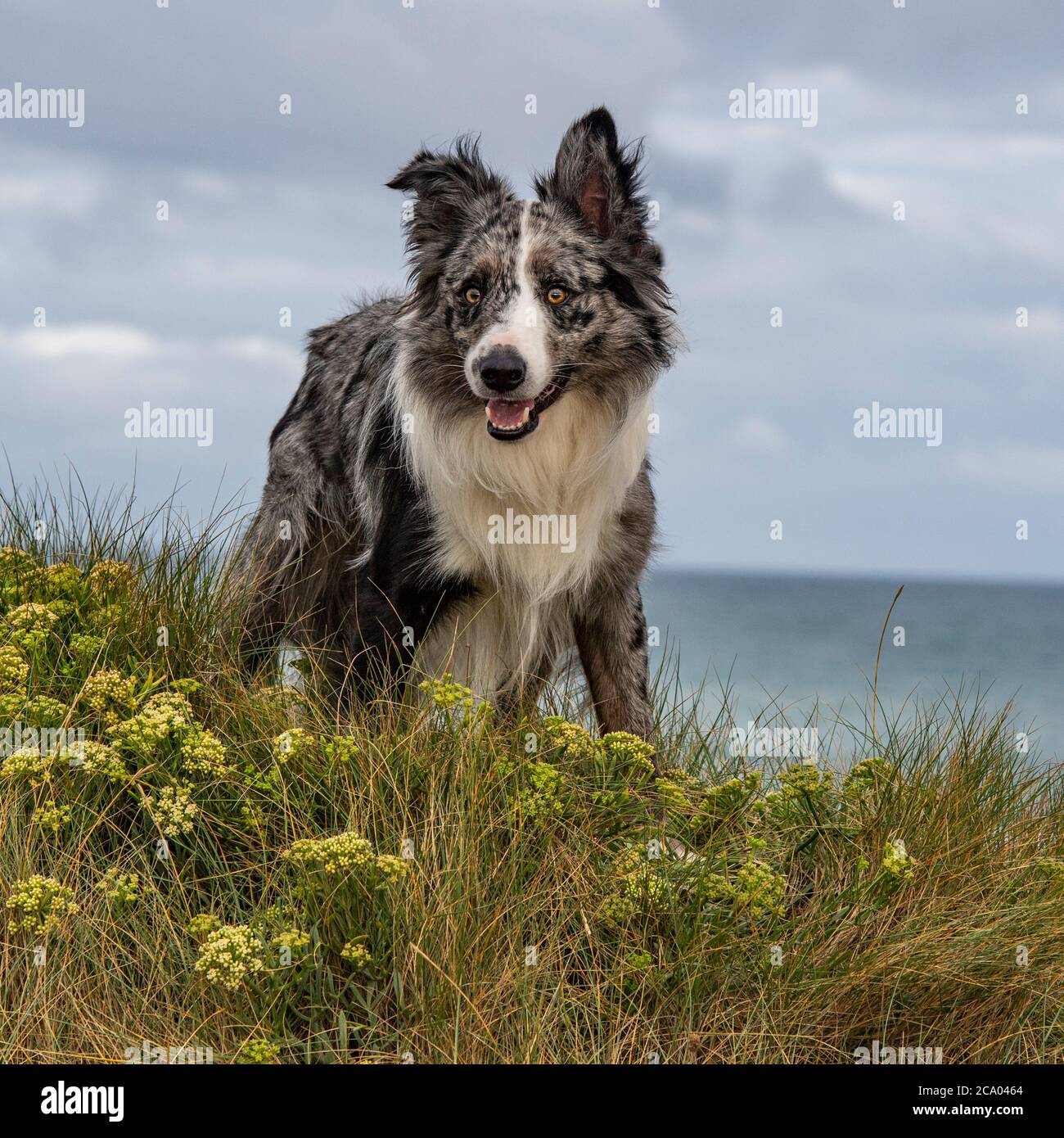 Dog border collie adult blue Banque de photographies et d'images à haute  résolution - Alamy