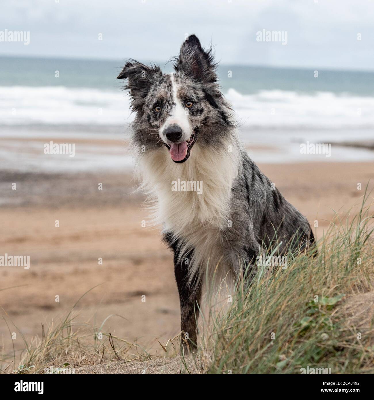 merle border collie chien à la plage Banque D'Images