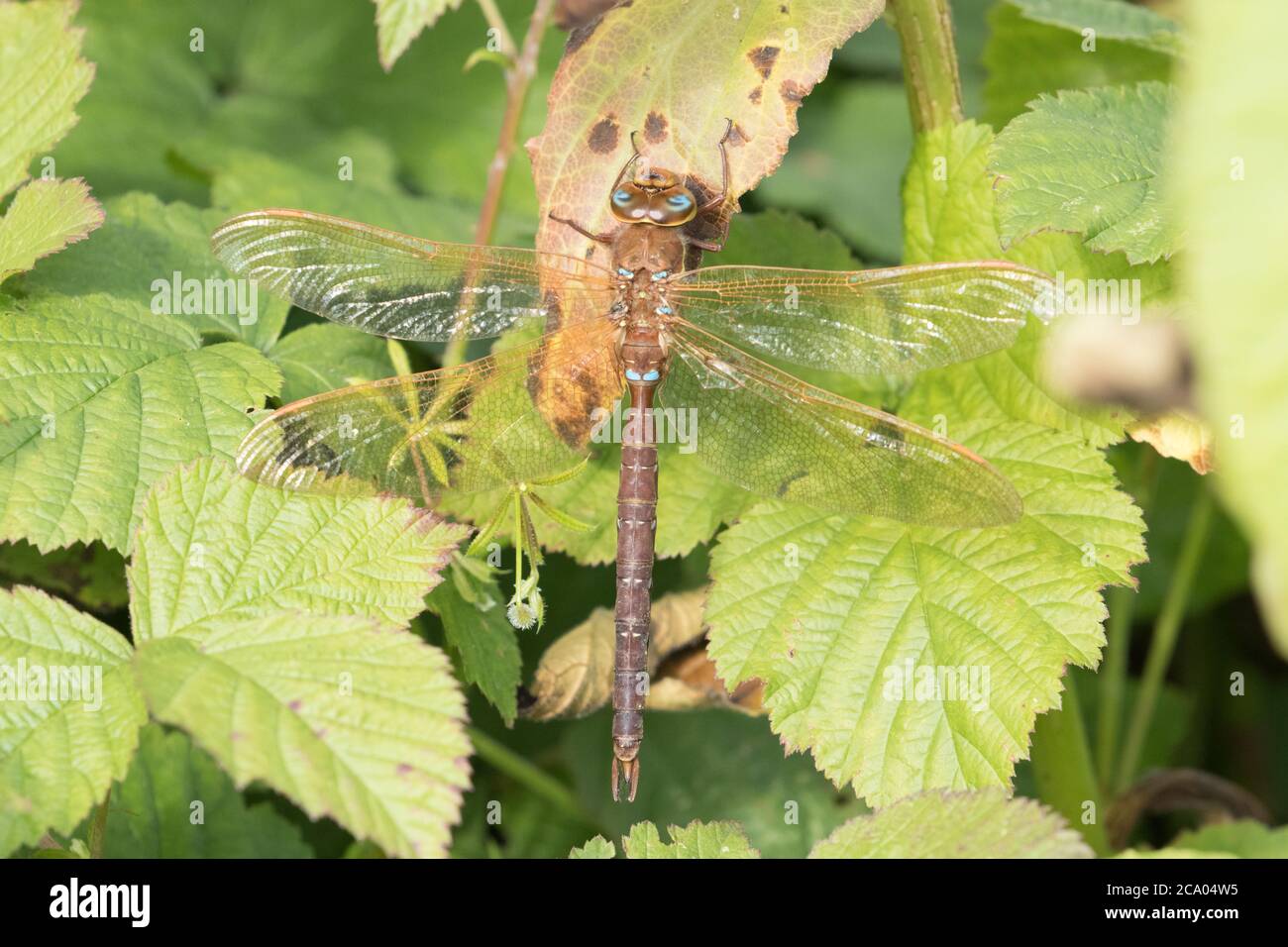 La libellule femelle Common Hawker se trouve dans le feuillage de la réserve naturelle de High Batts, près de Ripon, dans le North Yorkshire Banque D'Images