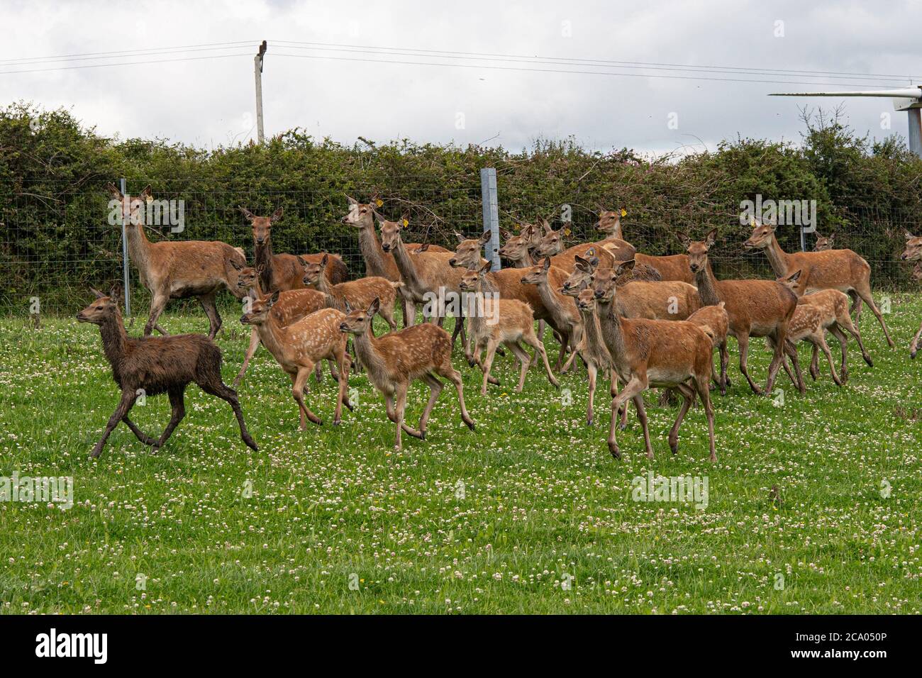 reproduction de nains et de veaux cette année Banque D'Images