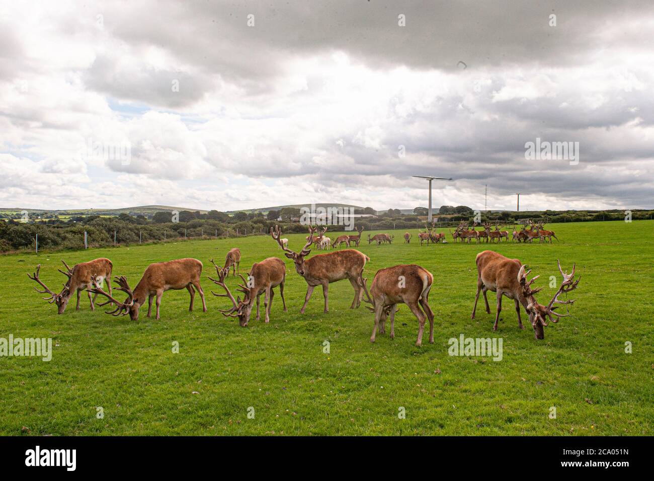 les cerfs de reproduction Banque D'Images