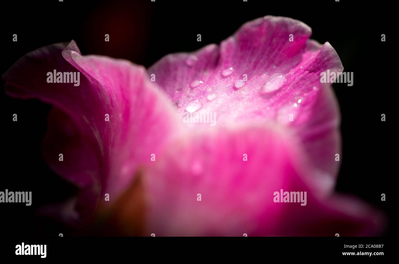 Gladioli rose, gros plan, macro, rosée du matin, gouttelettes d'eau Banque D'Images