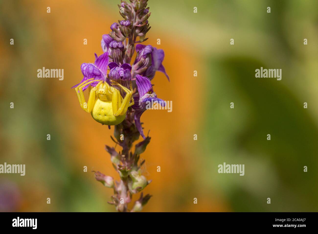 Araignée de crabe jaune (Misumena vatia) sur une plante à fleurs violettes attendant d'embush et de prendre sa proie si les terres à proximité. Le corps gras et le crabe comme les jambes. Banque D'Images