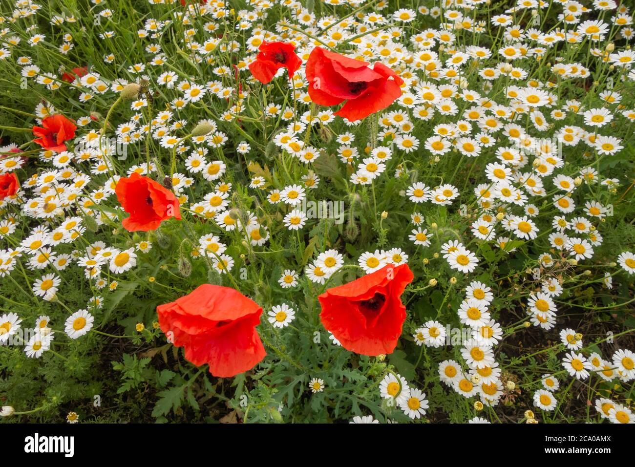 Belles fleurs sauvages de camomille et de coquelicots. Banque D'Images