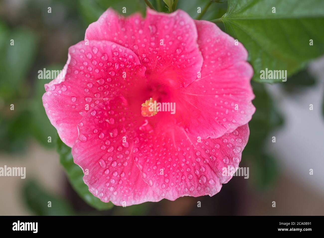 Vue rapprochée sur les fleurs de la rose de Chine. Banque D'Images