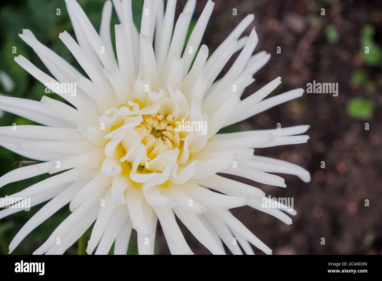 Belle fleur jaune et blanche de Chrysanthemum morifolium dans les plantations de champs.entreprise d'agriculture de jardin de fleurs en serre.Industrie agricole Banque D'Images