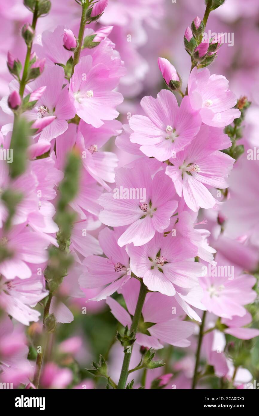 Grandes fleurs roses en bonbon de Sidalcea 'Beauté sexuelle'. Prairie Mallow 'Beauté sexuelle'. Banque D'Images