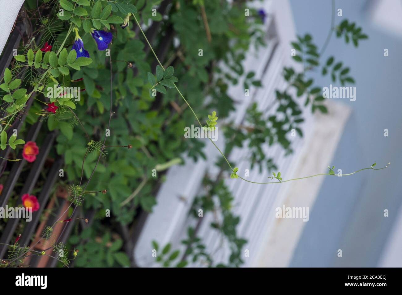 Plante fleurie le pois papillons couvrait les grils du balcon d'une maison. Dhaka, Bangladesh Banque D'Images